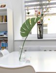 Zdjęcie pokoju dziennego w DDP. Ściany białe. Na głównym planie zielony kwiat stojący w przezroczystym wazonie na blacie białego stołu. W drugim planie okno i biały regał z książkami. Fotografia utrzymana w jasnych barwach